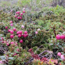 Some berries in the Sierra Dorotea